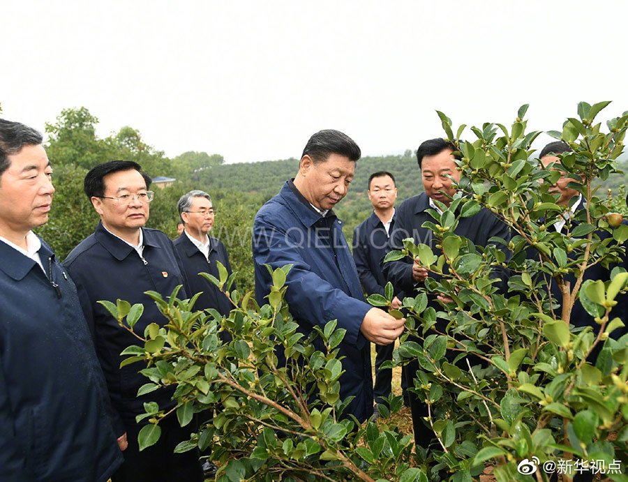 光山油茶籽榨油設(shè)備，山茶籽油榨油機廠家(圖1)